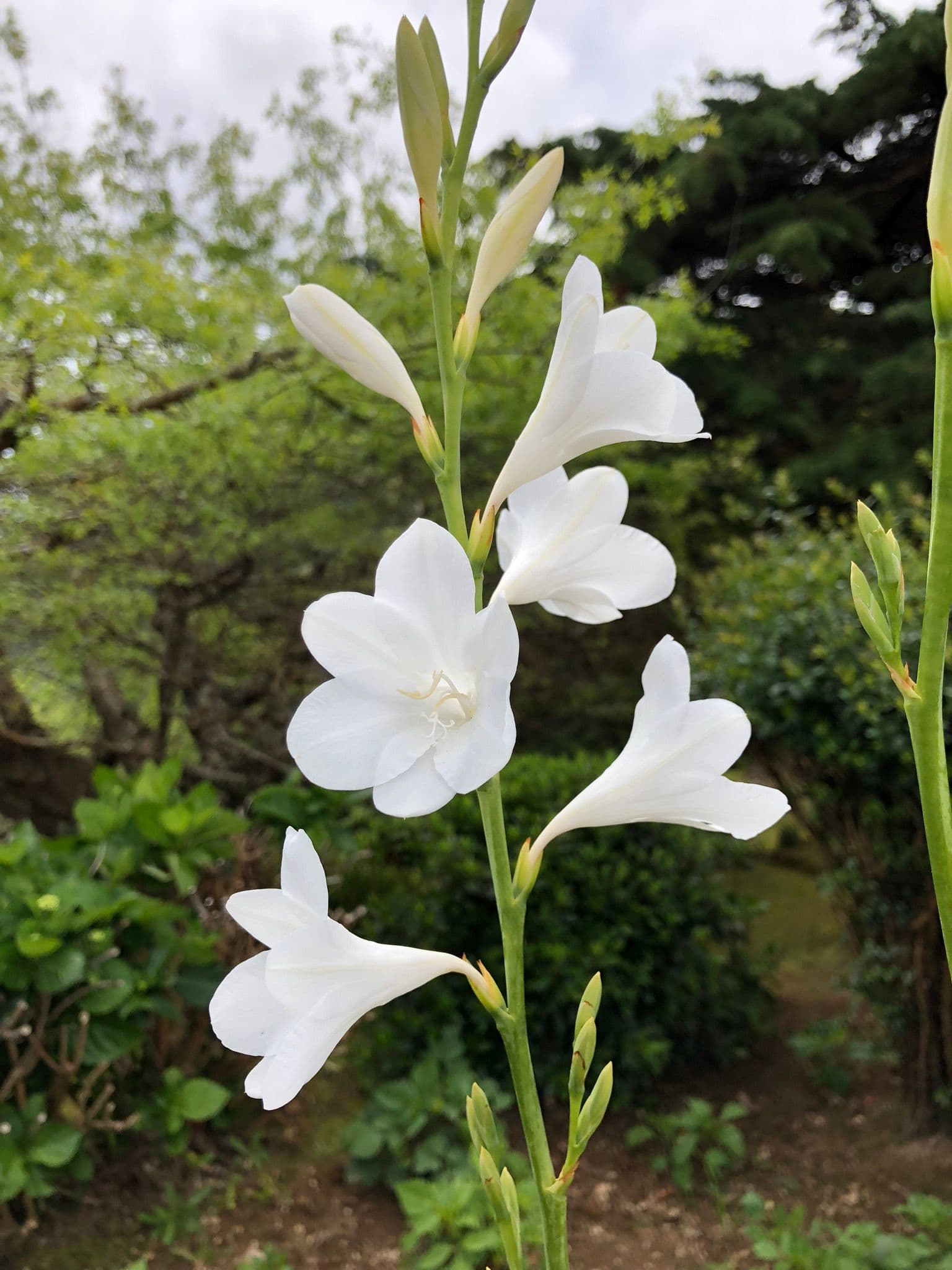 Image 3 of Miradouro da Ponta do Arnel.