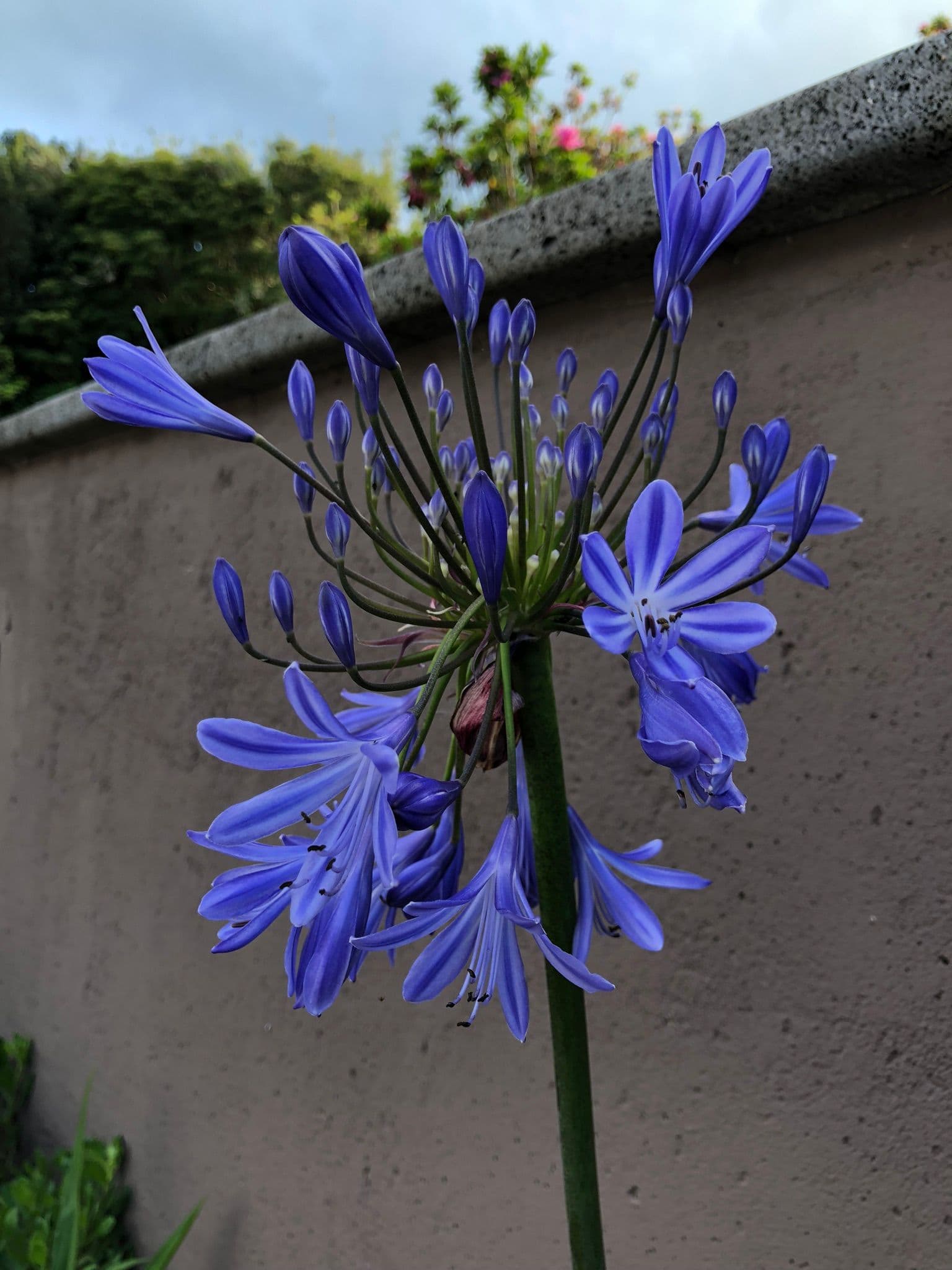 Image 2 of Bar Praia de Água d'Alto.