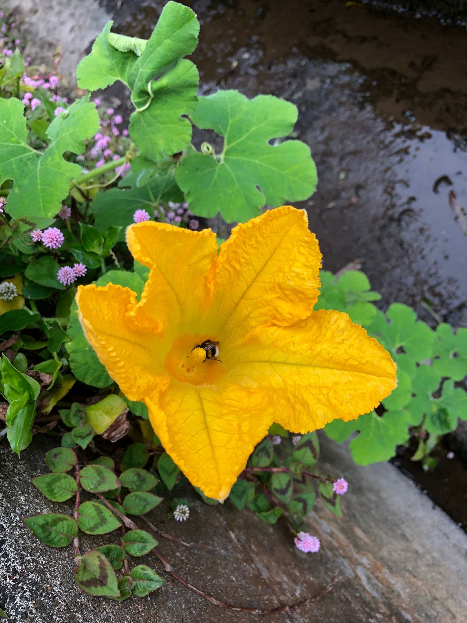 Image 3 of Cascata do Salto do Prego.
