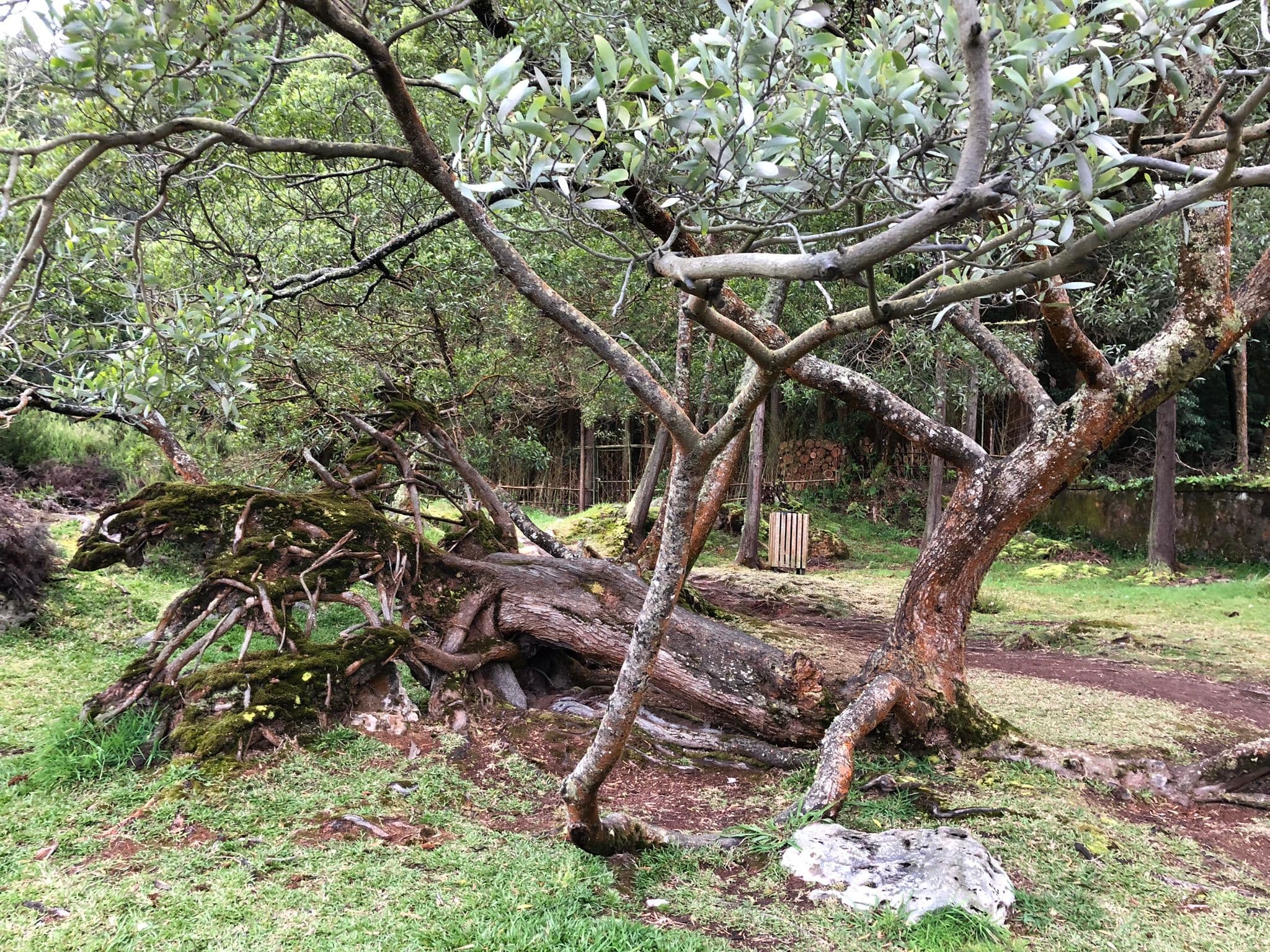 Image 3 of Furnas - Caldeiras.
